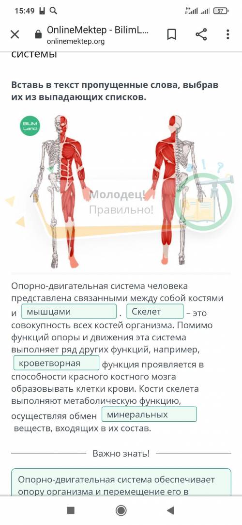 Опорно-двигательная система человека представлена связанными между собой костями и  .  – это совокуп