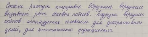 Стебли растут . Обрезание верхушки вызывает рост побегов. Подрезка верхушек побегов используется чел