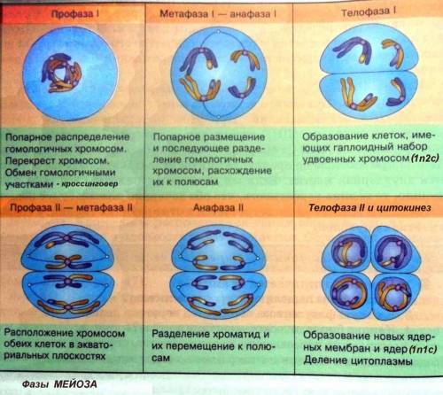 Какие процессы происходят вкаждой фазе​