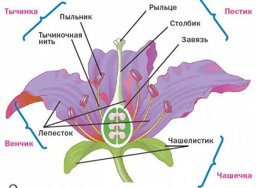 КОНТРОЛЬНЫЕ ВОПРОСЫ 1. Что составляет осевую часть цветка?2. Что такое околоцветник? Каково его стро