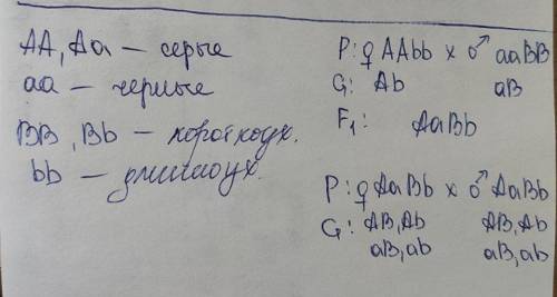 При схрещувані сірих довговухих овець з чорними коротковухами в F¹все потомство було сірим короткову