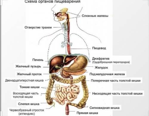 Написать схему перемещение пищевого комка