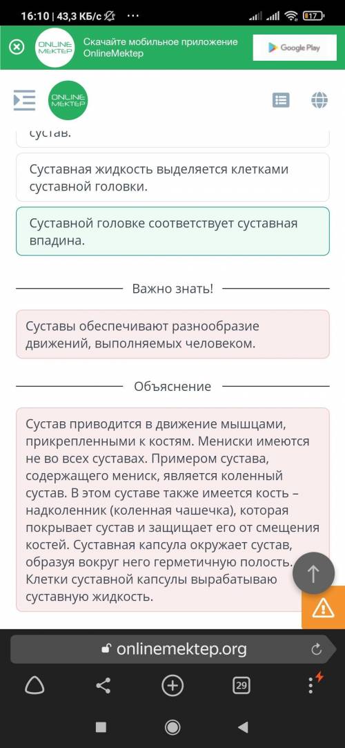 Главными компонентами сустава являются суставная головка и суставная образованные костями, входящими