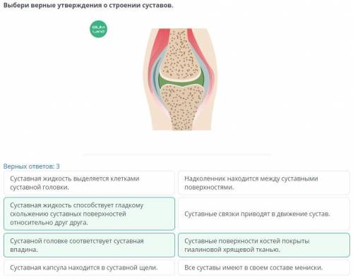 Строение и функции суставов. При соединения костей к выполняемым функциям Определи, является утвержд