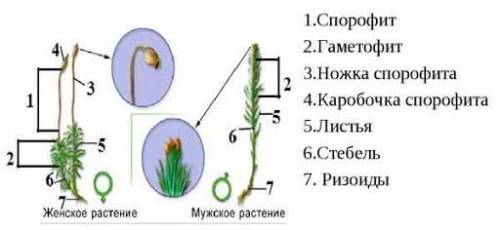 Какое строение имеют особи полового и бесполового поколений кукушин льна