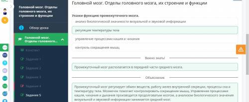 Укажи функцию промежуточного мозга. анализ биологической значимости визуальной и звуковой информации