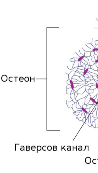 ОТ Нарисуйте схему «Системы остеона». Напишите, из чего он состоит. Укажите функции каждого составля