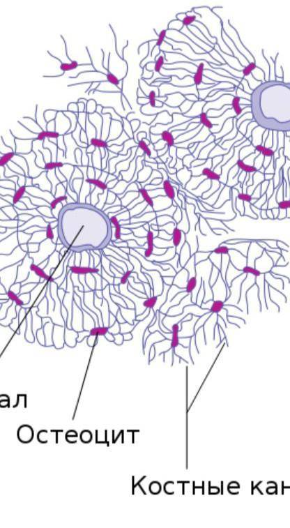 ОТ Нарисуйте схему «Системы остеона». Напишите, из чего он состоит. Укажите функции каждого составля