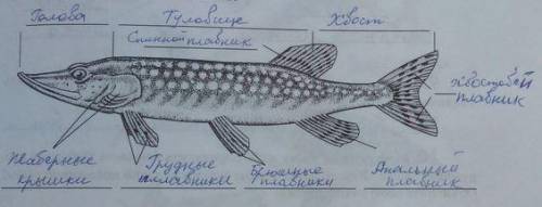 Определи составные элементы внешнего строения рыбы