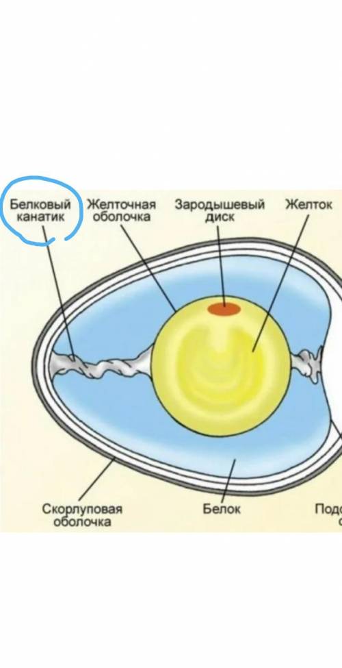 Каким образом обеспечивается в яйце стабильное положение желтка?