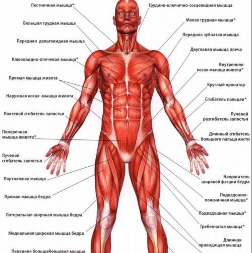 Задание 4 Напишите названия мышц 3,4,8​