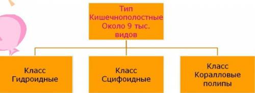 Интелект схема по теме кишечнополостные