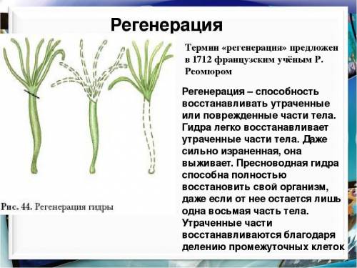 Все быллы надо вставить слово. Благодаря работе промежуточных клеток у гидры развита восстанавливать