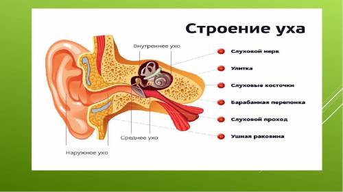 Сопоставь части уха на картинке с их названиями ​