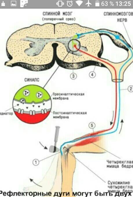 Подпишите части рефлекторной дуги коленного рефлекса​