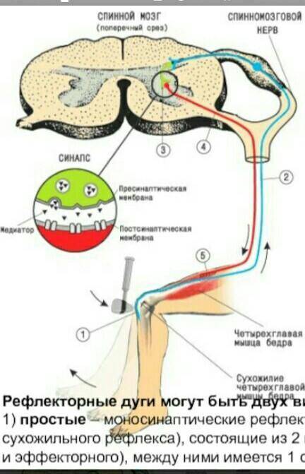 Подпишите части рефлекторной дуги коленного рефлекса​