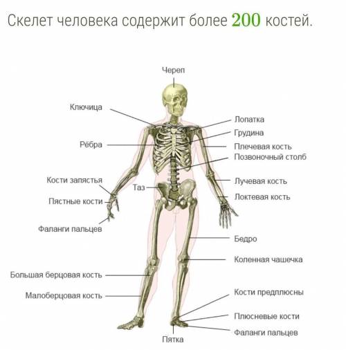 .   Известны три типа соединения костей: подвижное, полуподвижное, неподвижное.      Определите типы