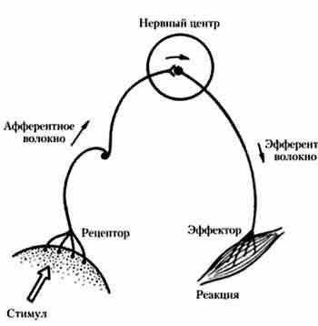 ЛАБОРАТОРНАЯ РАБОТА №9 «Изучение коленного рефлекса и наблюдение за коленным рефлексом при экспериме