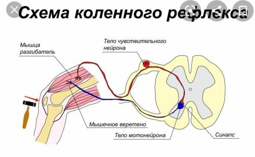 схематично изобразите рефлекторную дугу наблюдаймого вами коленного рефлекса и опишите, где располож