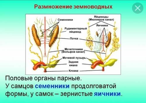 Половая система амфибий номер