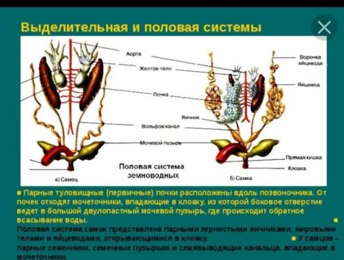 Половая система амфибий номер