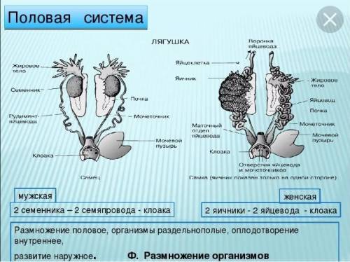 Половая система амфибий номер