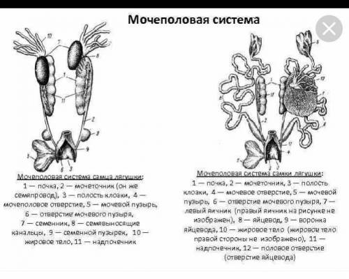 Половая система амфибий номер