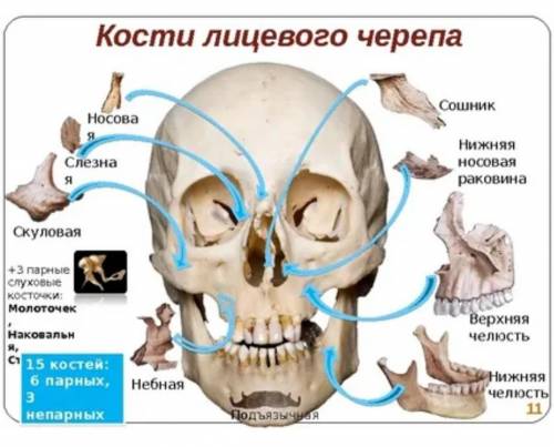 1. Какими костями образована крыша черепа? 2. Какими костями образовано основание черепа?3. Какими к