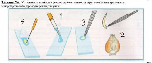 Установите правильную последовательность приготовления временного микропрепарата, пронумеровав рисун