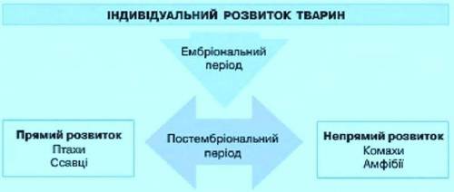 Які особливості інвідуального розвитку тварин