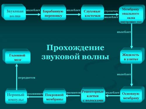 2. Изобразите в виде схемы прохождение звуковой, механической и электрической (нервный импульс) волн