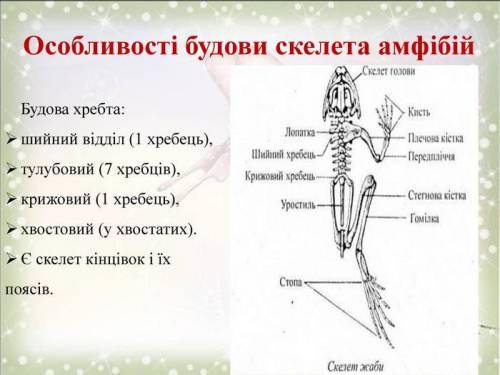 Скелет головы риби, амфібії, рептилії, птахи, ссавці​