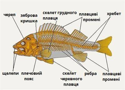 Скелет головы риби, амфібії, рептилії, птахи, ссавці​