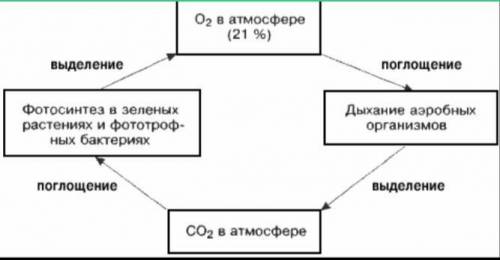 Составь синквейн на тему круговорот веществ в природе процессов живой и не живой природы​