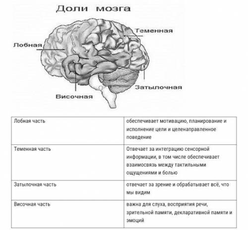 Задание № 3 Определите какая доля головного мозга за что отвечает. ( ) Доли мозга Теменная лобная за