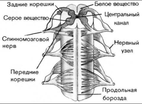 A) Где расположен головной мозг? Из каких отделов состоит? (b) Каково строение спинного мозга? 5.