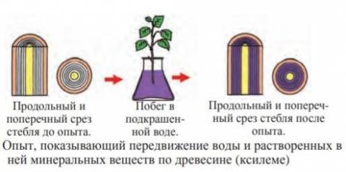 ОТВЕТЬТЕ НА ВОПРОСЫ : 1) Какая роль кровеносной системы в процессе питания и дыхания ? 2)Привести пр