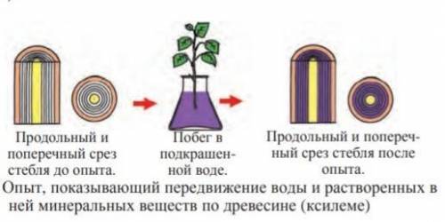 ОТВЕТЬТЕ НА ВОПРОСЫ : 1) Какая роль кровеносной системы в процессе питания и дыхания ? 2)Привести пр