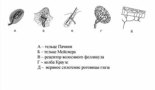 Перечислите виды кожной чувствительности ​