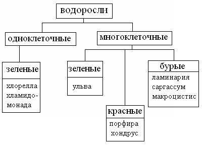 Кластер по значению водорослей по биологии нужно ​