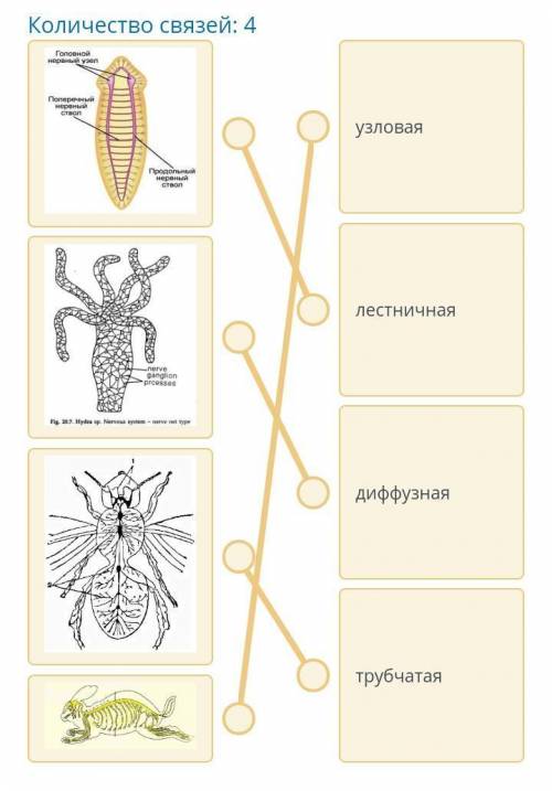 Установите соответствие между организмами и их типами нервной Системы Количество связей: 4 Головной