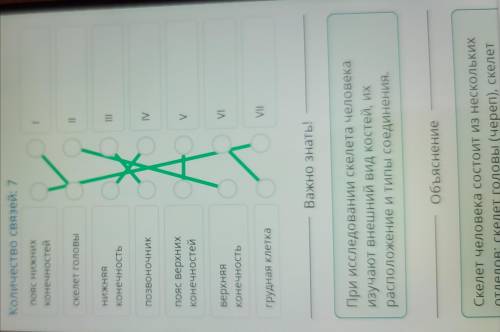 В лабораторных условиях исследовали муляж скелета человека на располо Соотнеси части скелета с назва