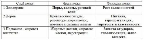 3. кожа состоит из 3 слоев которые выполняют разнообразные функции заполните пустые графы