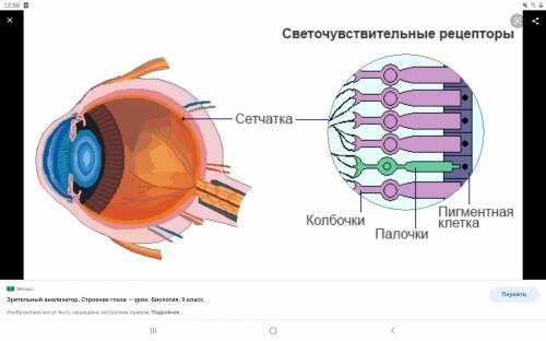 Где расположены светочувствительные клетки​