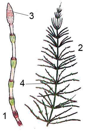 Какое строение имеют хвощи​