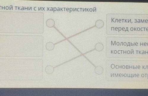 Сопоставьте виды костных клеток и их характеристиками остеокласты остеобласты остеоциты​