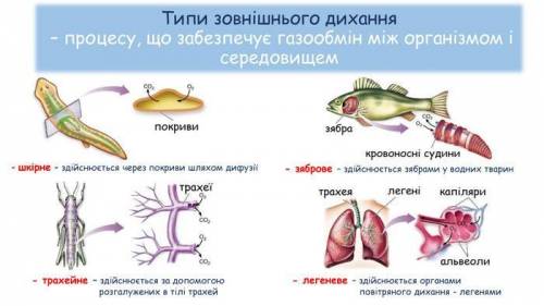 Яка різниця між диханням наземних тварин та їх водних пращурів ?