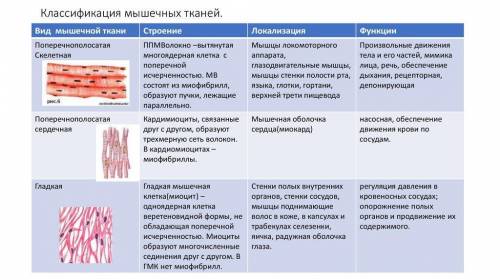 Заполните таблицу: Мышцы ​строение 1. Гладкие мышцы 2. Поперечнополосатые 3. Поперечнополосатая серд