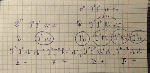 с задачами по биологии 1. Муж-резус отрицательный и гомозигота по II (А) группе крови женился на жен