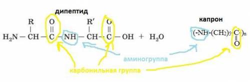 Чим зумовлена подібність будови білків і хімічного волокна капрон